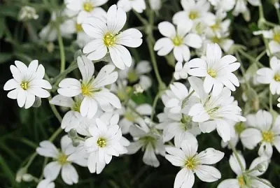 Gypsophita Oldamiana