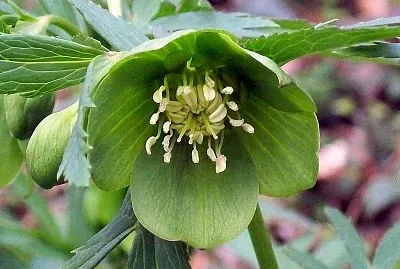 פאזל של Helleborus Viridis