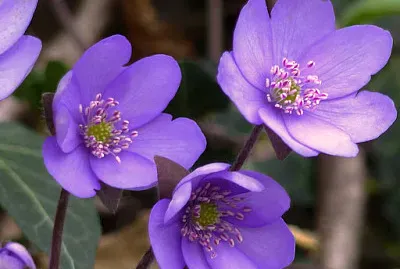 פאזל של Hepatica Nobilis