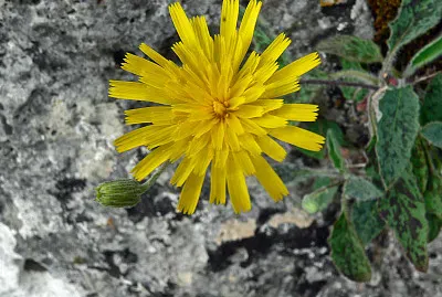 פאזל של Hieracium Murorum