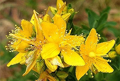פאזל של Hypericum Perforatum