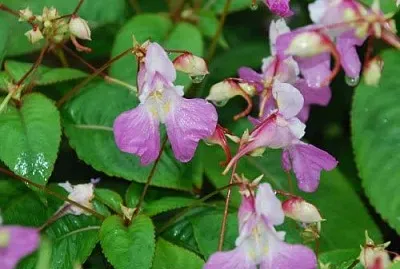 פאזל של Impatiens Balfourii