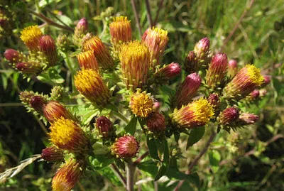Inula Conyzae
