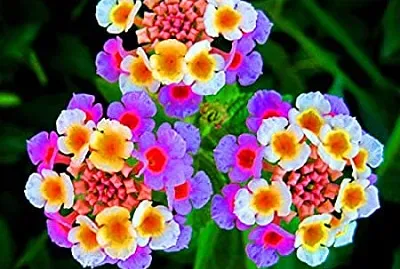 פאזל של Lantana