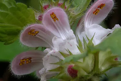 פאזל של Lamium Flexuosus