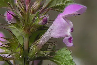 פאזל של Lamium Purpureum