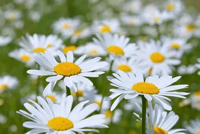 פאזל של Leucanthemum Vulgaris