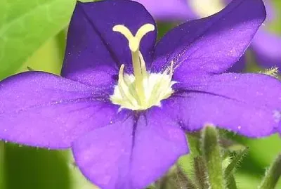 פאזל של Legousia Speculum Ven.