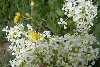 פאזל של Lepidum Draba