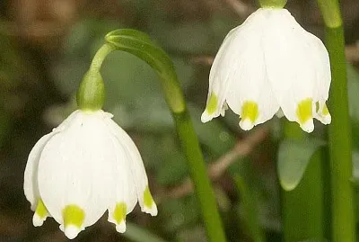 פאזל של Leucojum Vernum