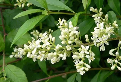 פאזל של Ligustrum Vulgaris