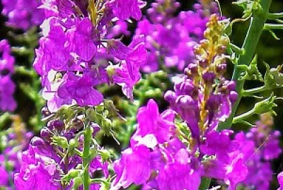 פאזל של Linaria Porpurea