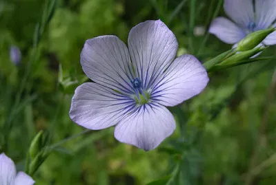 Linum Bienne