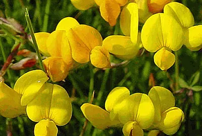 פאזל של Lotus Corniculatus
