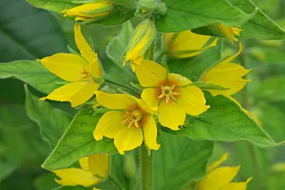 פאזל של Lysimachia Punctata