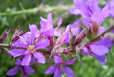 פאזל של Lythrum Salicaria