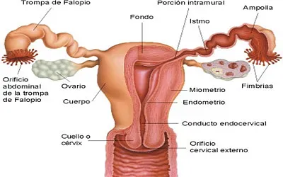 פאזל של Sistema reproductor femenino
