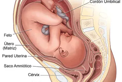 Desarrollo embrionario