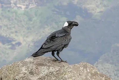 Corvo abissino