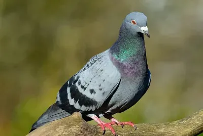 Pombo