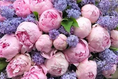 פאזל של flores