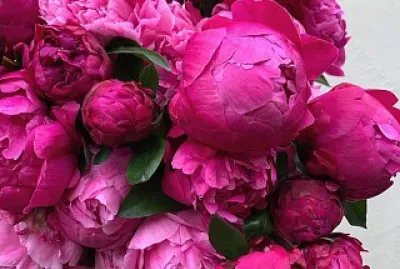 פאזל של flores