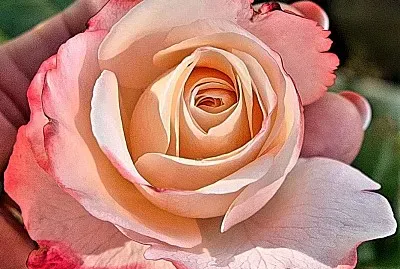 פאזל של flores