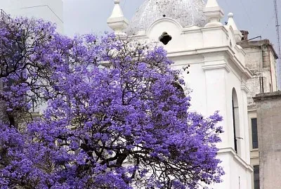 פאזל של flores