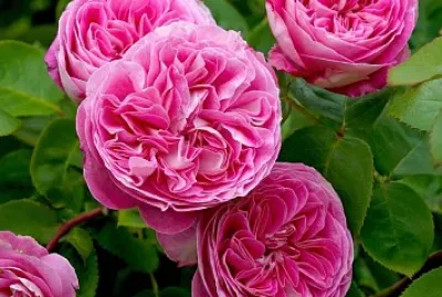 flores