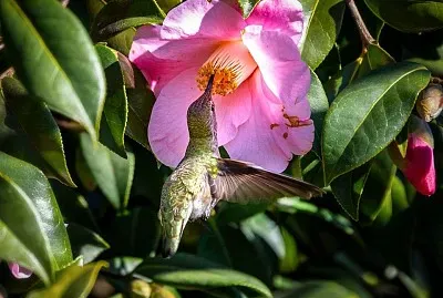 פאזל של flores