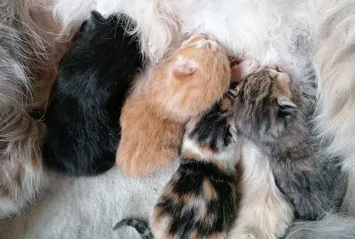 GATTINI jigsaw puzzle