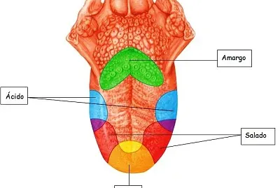 sentido del gusto jigsaw puzzle