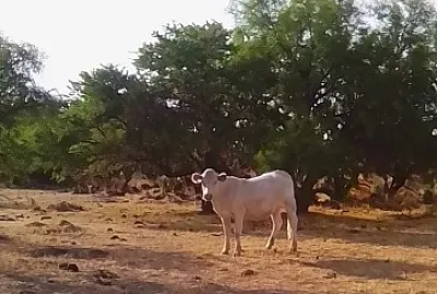 vaca