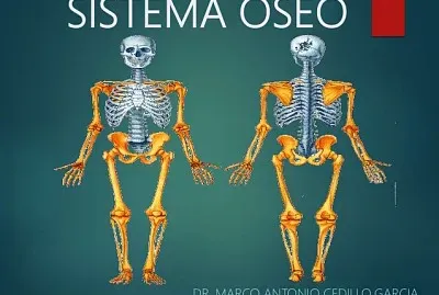 sistema locomotor jigsaw puzzle