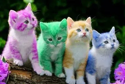 gatinhos fofos jigsaw puzzle