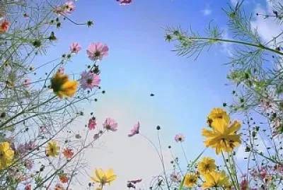 פאזל של flores