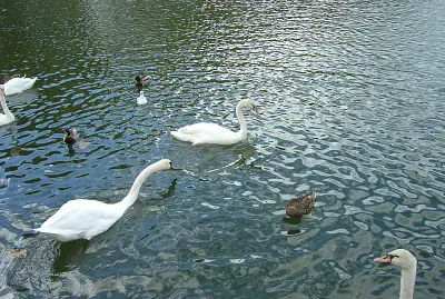 פאזל של Versailles/ FranÃ§a