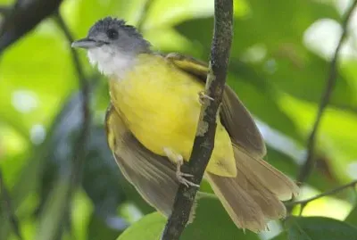 Bulbul dal ventregiallo