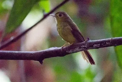Bulbul con il pelo peloso