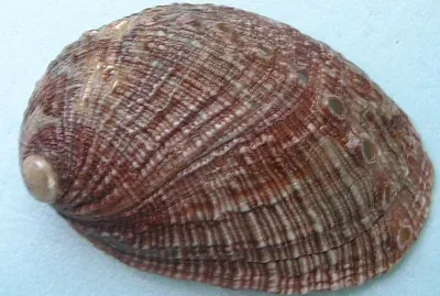 Haliotis diversicolor