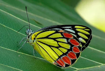 Delias eucharis