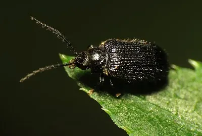 Eurypogon niger