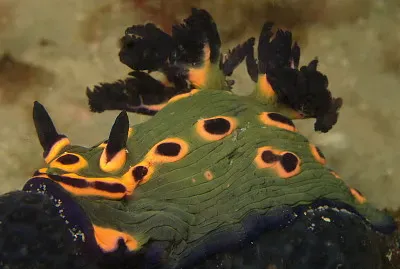 Nembrotha rosannullata