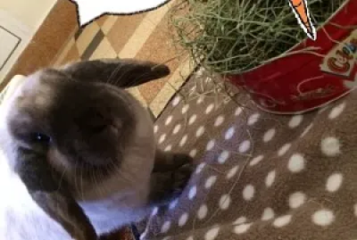Patate et la carotte