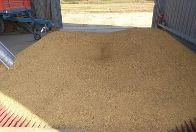 IL RISO NELL ' ESSICATOIO