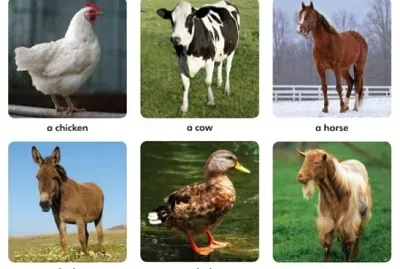 Novo