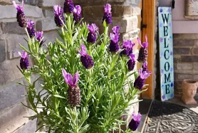 פאזל של flores