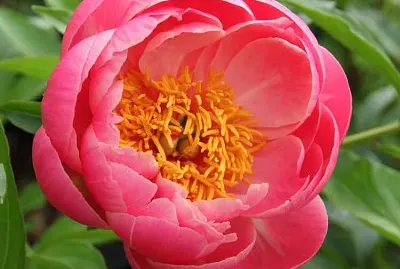 flores