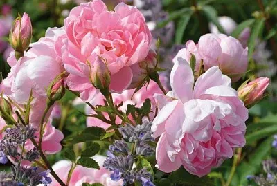 פאזל של flores