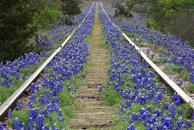 פאזל של flores